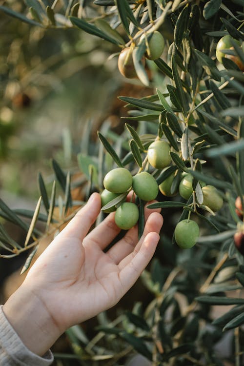 Gratuit Fruits Ronds Verts Sur La Main De Personnes Photos